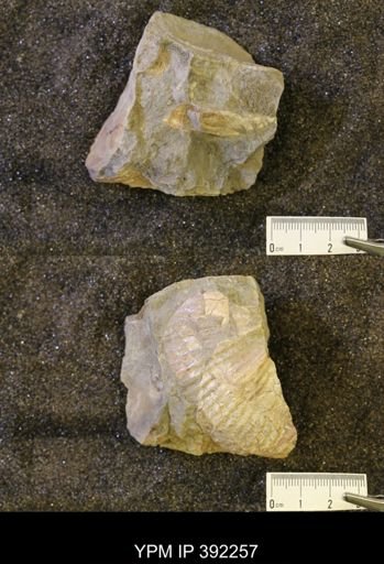 undet. Scaphitidae