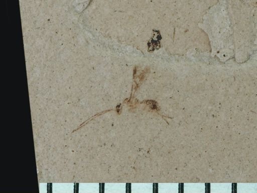 undet. Ichneumonoidea
