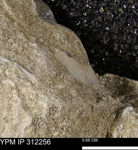 undet. Bivalvia
