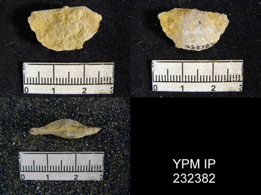 Chonetes granulifer