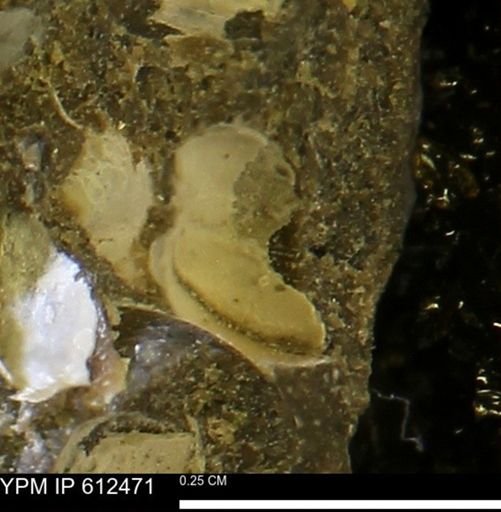 undet. Bivalvia