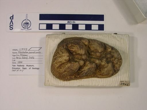 Mastodon pandionis