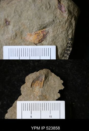 undet. Arthropoda