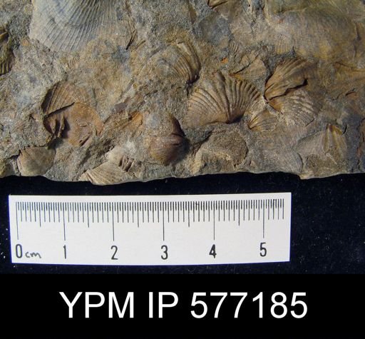 Tylothyris sp.
