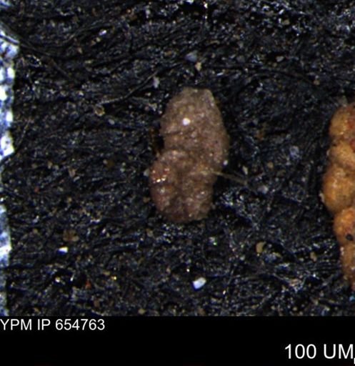 Ammobaculoides whitneyi