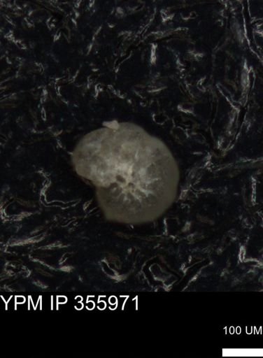 undet. Foraminiferida