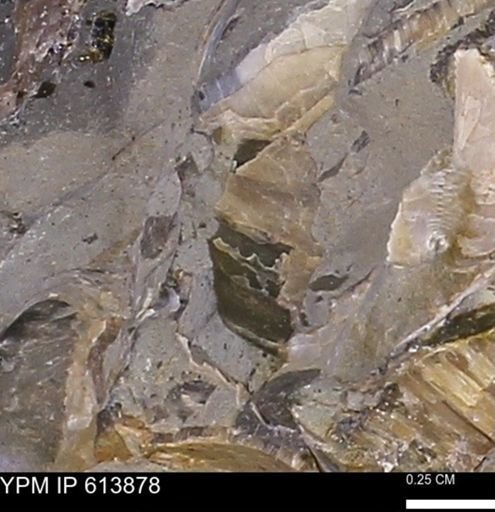Inoceramus sp.