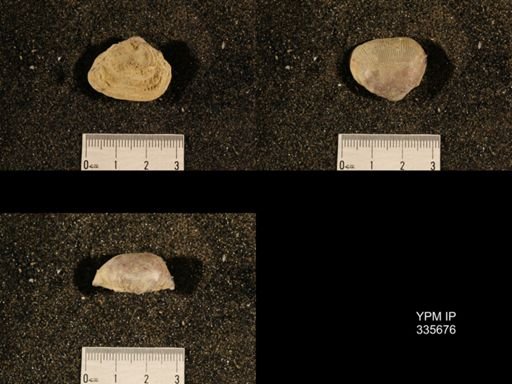 Linoproductus sp.