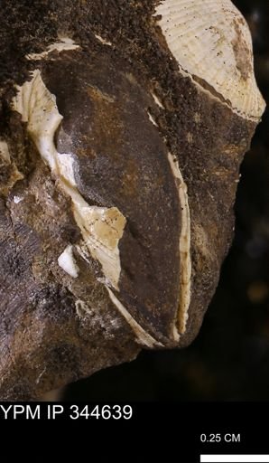 undet. Mollusca