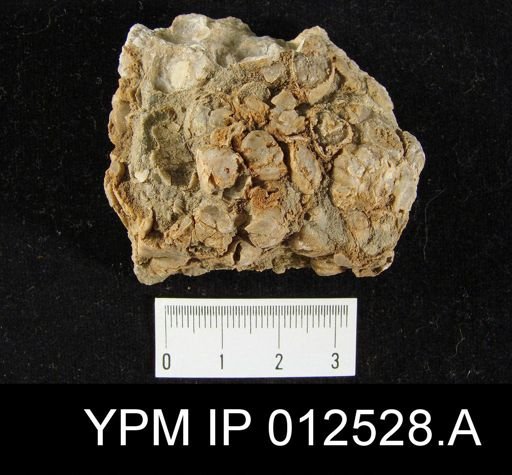 Pugnoides texanus