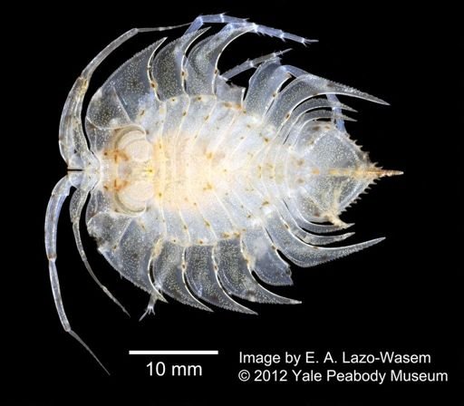 Serolidae