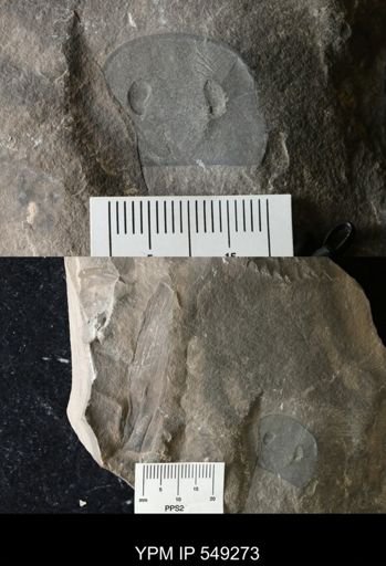 Eurypterus sp.