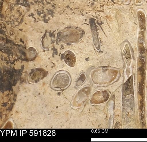 Serpulidae