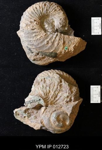Gasconsoceras cascapediense