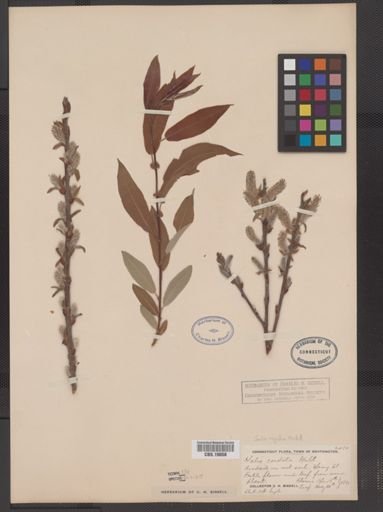 Salix rigida