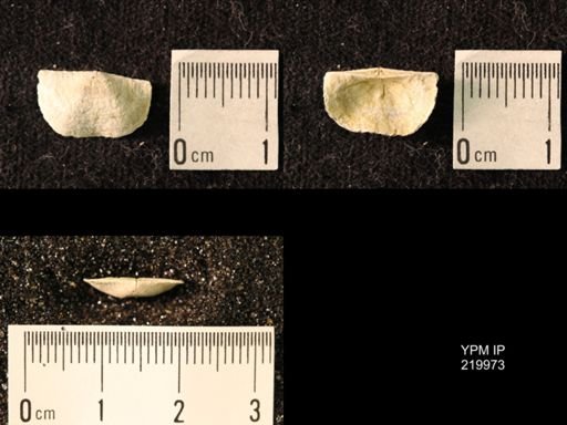 Chonetes sp.