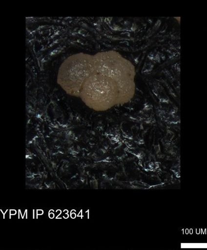 undet. Foraminiferida