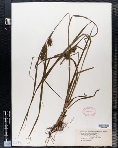 Carex lupulina