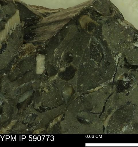 undet. Bivalvia