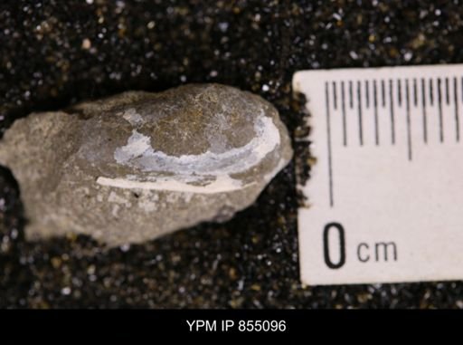 Nuculana sp.