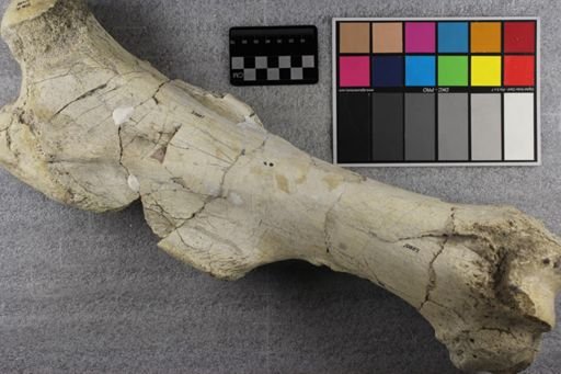 Metamynodon planiceps
