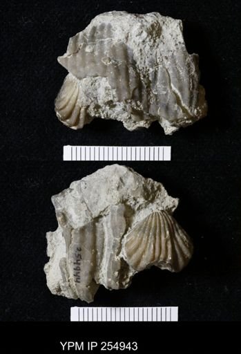Brachiopoda