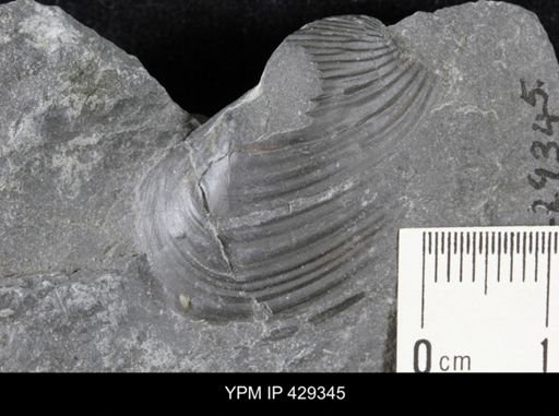 Grammysioidea sp.