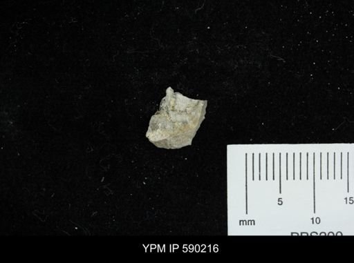undet. Scaphopoda
