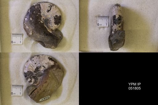 Hoploscaphites nicolletii