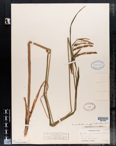 Carex gynandra