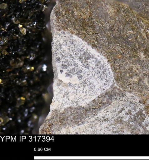 undet. Mollusca