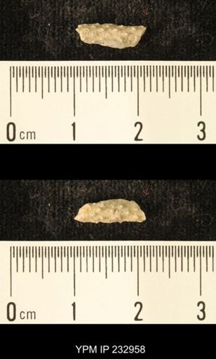 Archaeocidaris sp.