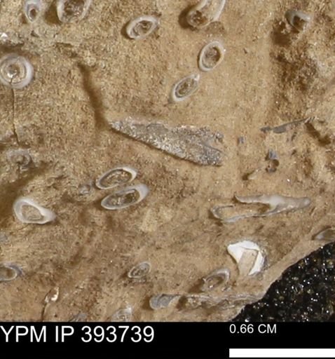 undet. Serpulidae