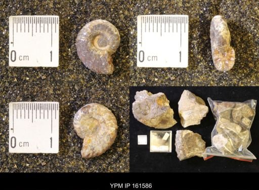 Jeletzkytes nebrascensis