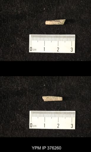 Pseudorthoceras knoxense