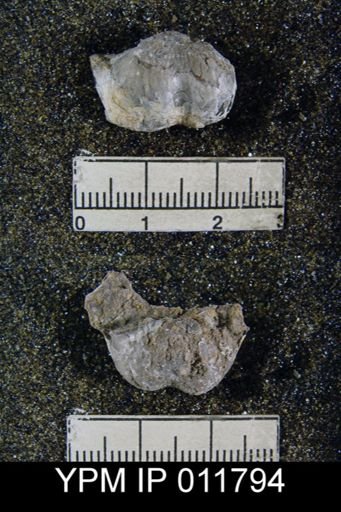 Marginifera sublaevis