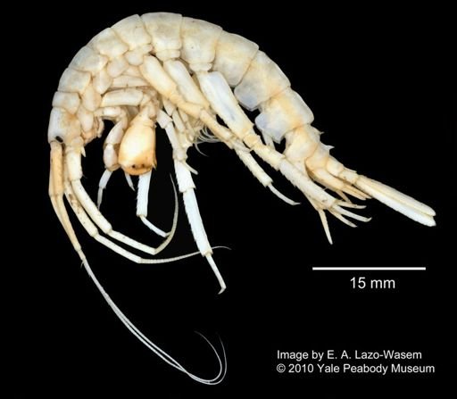 Paraceradocus gibber