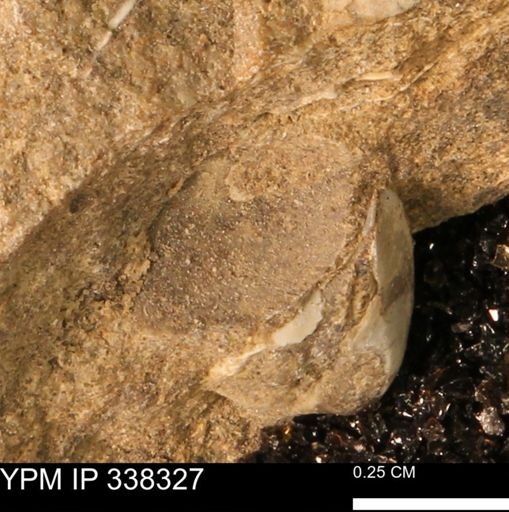 Protocardia subquadrata