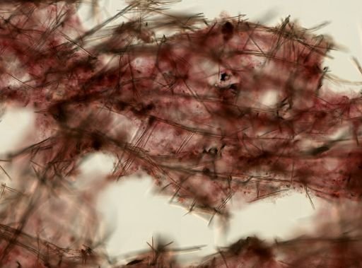 Hemigellius arcofer