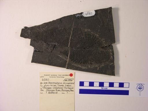 Acentrophorus chicopensis