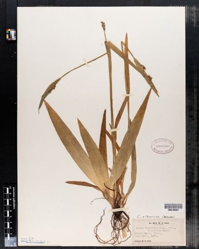 Carex laxiflora