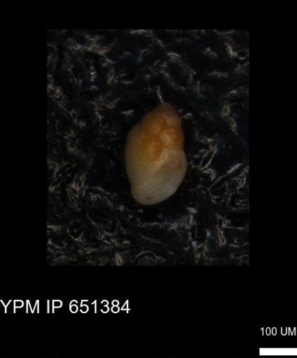 undet. Foraminiferida