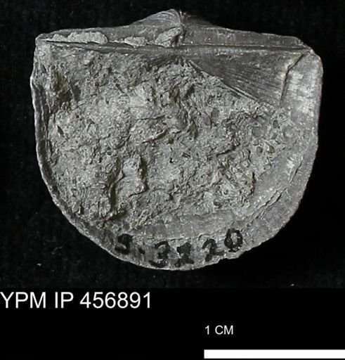Stropheodonta sp.