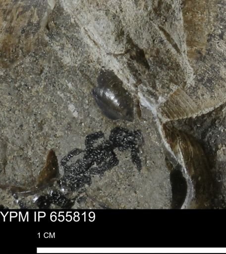 undet. Bivalvia
