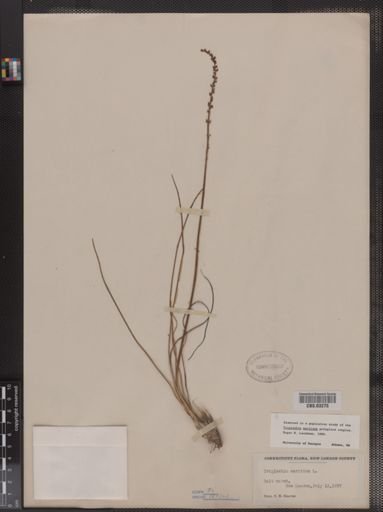 Triglochin maritima