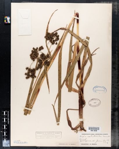 Scirpus rubricosus