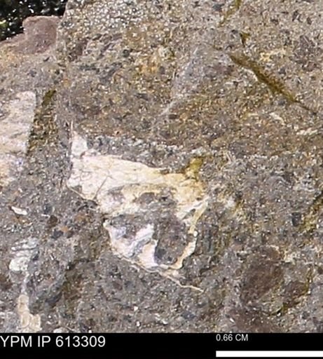 Scaphites sp.