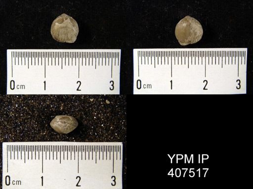 Catazyga anticostiensis