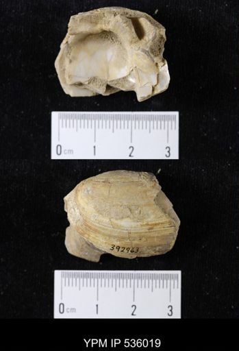 Unio priscus