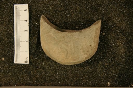 Orthoceras rudis